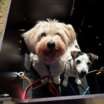 Hunde im Lastenfahrrad.
