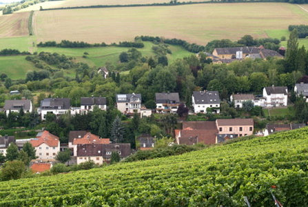 Wine growing in Frauenstein