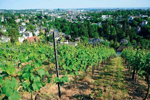 TheWiesbaden vineyards are geographically part of the Rheingau wine growing area.